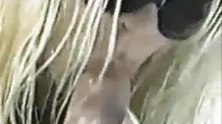 Salope blonde super chaude se video xxx hd gratuit fait défoncer la chatte en position de missionnaire